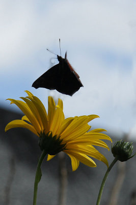 Departing butterfly