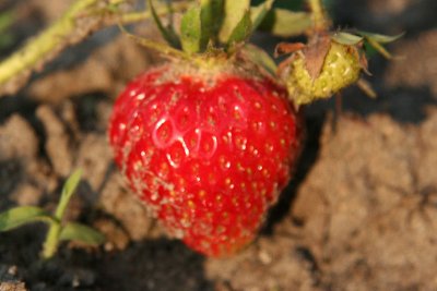 Strawberry from my garden