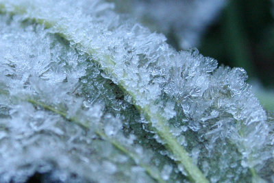 Frosty leaf after frosty night