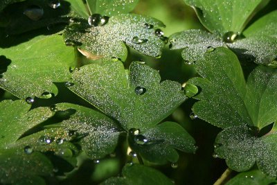 Drops of a morning dew