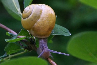 slug