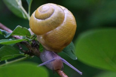 slug