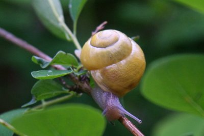slug