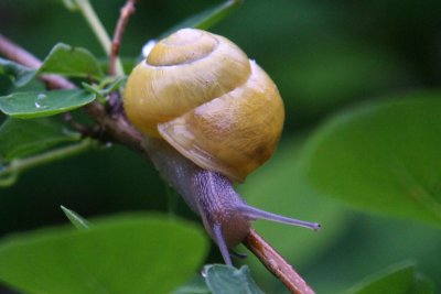 slug