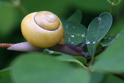 slug