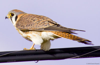 American Kestrel