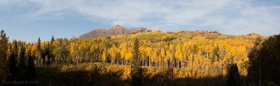 Fall Colors on Kebler Pass Near Crested Butte