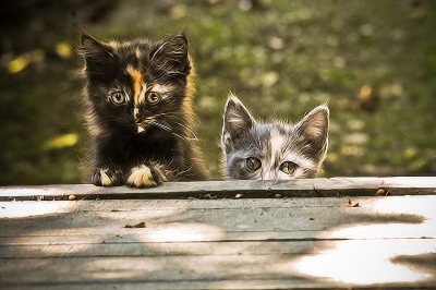 scaredy cats ;)