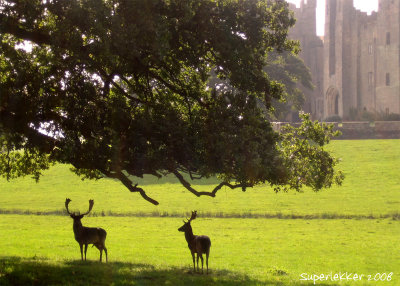 27 September 2008: Having Raby Castle all to yourself...
