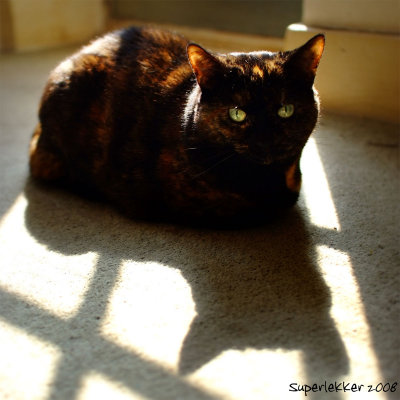 Shadowcat