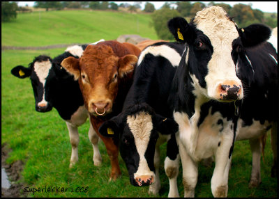 Curiosity Cows, Wensleydale