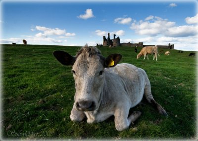 A contented cow