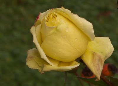 Rose2.jpg