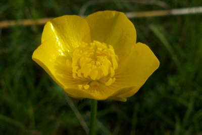 Smrblomma.jpg