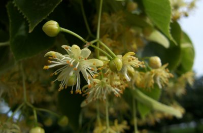 Lindblomma.jpg