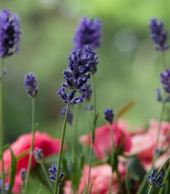 Lavendel1.jpg