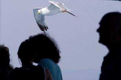 Seagull1.jpg