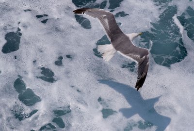 Seagull2.jpg