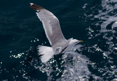 Seagull3.jpg