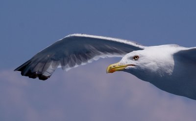 Seagull6.jpg