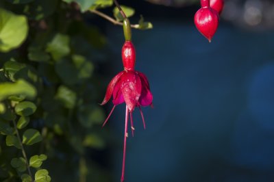 Fuchsia1.jpg