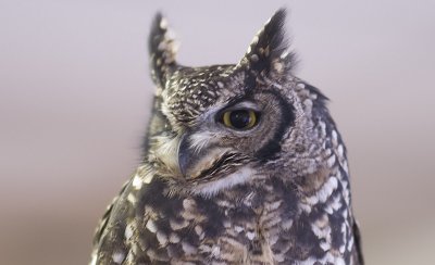 Owl1.jpg