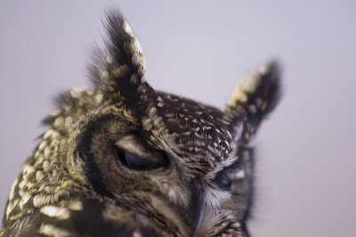 Owl3.jpg