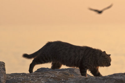 Cat8.jpg
