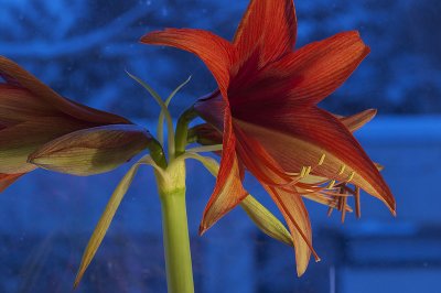 Amaryllis5.jpg
