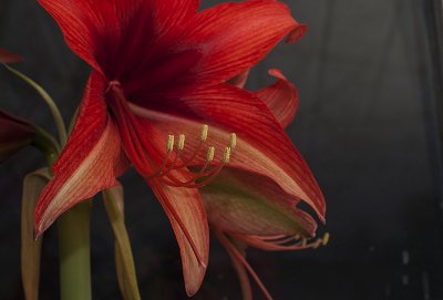 Amaryllis8.jpg