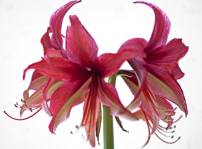 Amaryllis13.jpg