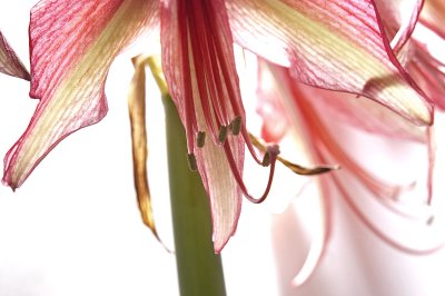 Amaryllis19.jpg