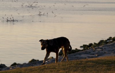 Dog3.jpg