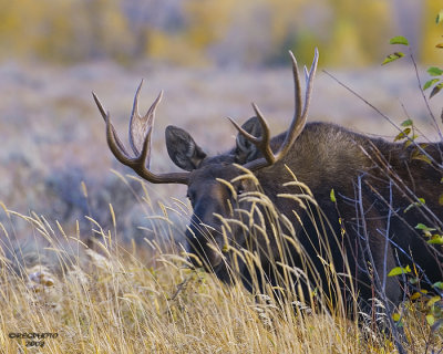 Bull Moose-Teton