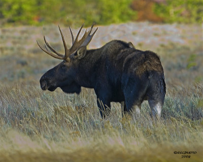 Moose at Teton's