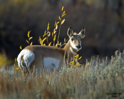 Antelope