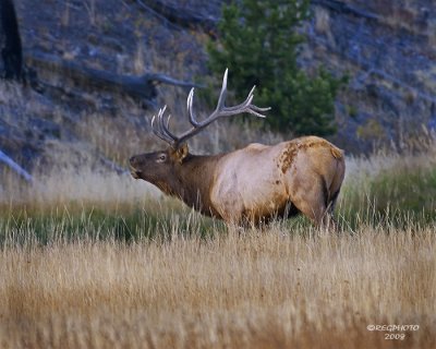 Bull Elk bugling