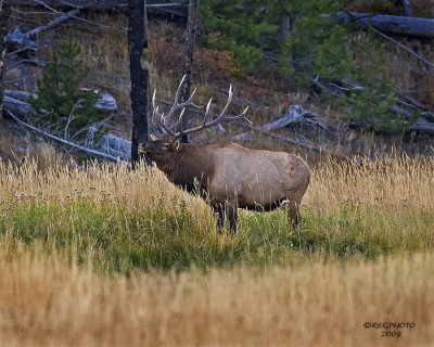 Bull Elk Bugling #2