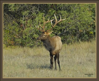Bull Elk Chewing