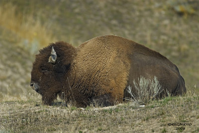 Bull Bison