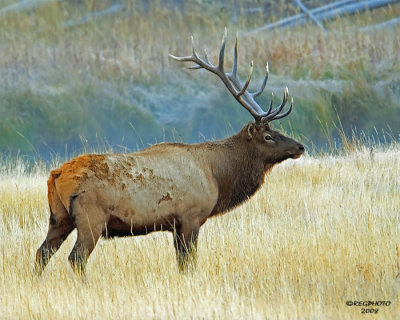 Bull Elk #2