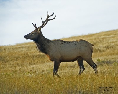Bull Elk IM.