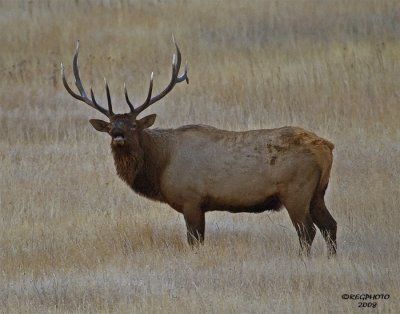 Bull Elk #5