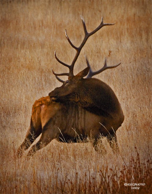 Bull Elk Scratching