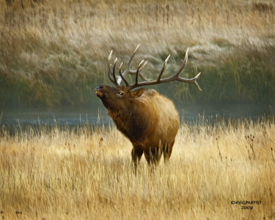 Bull Elk Bugling #3