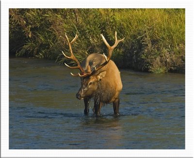 Bull Elk in river eating moss