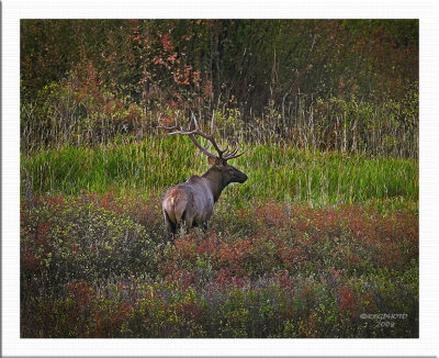 Bull Elk in field