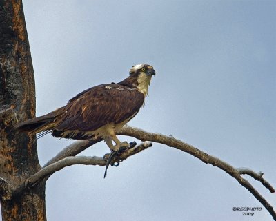 Osprey