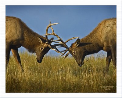 Imature Bull Elk Sparring