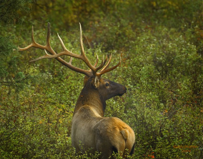 Bull Elk in Brush